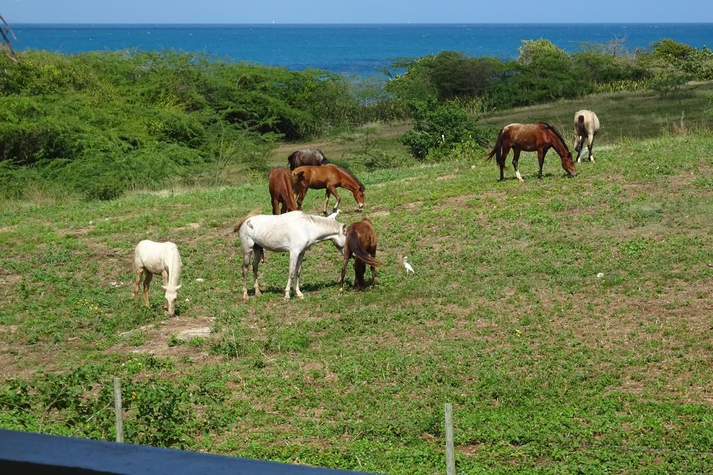 Villa Tranquility By The Sea Vieques Zimmer foto