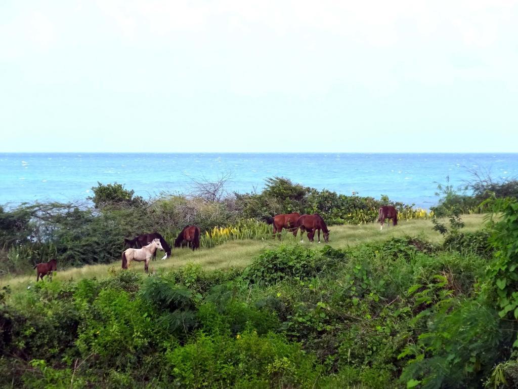 Villa Tranquility By The Sea Vieques Zimmer foto
